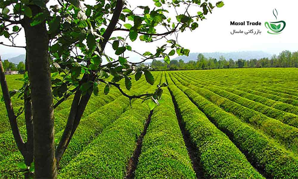 خرید و فروش چای ایرانی درجه یک