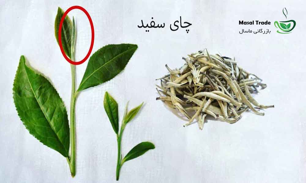 قیمت خرید چای سفید