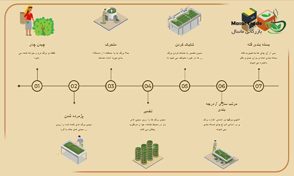 فرایند تولید چای چگونه است؟