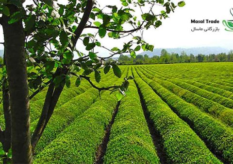 خرید و فروش چای ایرانی درجه یک